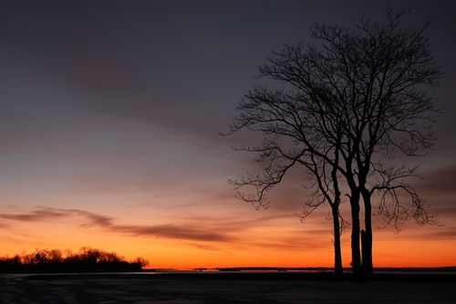 Free Majestic silhouette of trees at sunrise over Stamford's Cove Island Park, Connecticut. Stock Photo