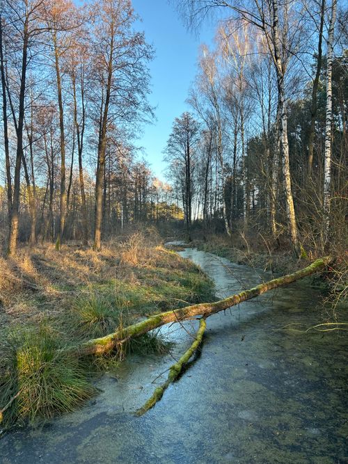 Free A serene winter forest in Poland with a frozen river, under a clear blue sky. Stock Photo