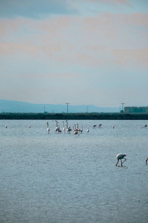 Free A serene scene of flamingos wading in calm waters during twilight, with a distant horizon. Stock Photo