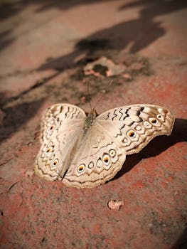 Detailed shot of a grey pansy butterfly resting on a textured surface, highlighting its intricate wing patterns.