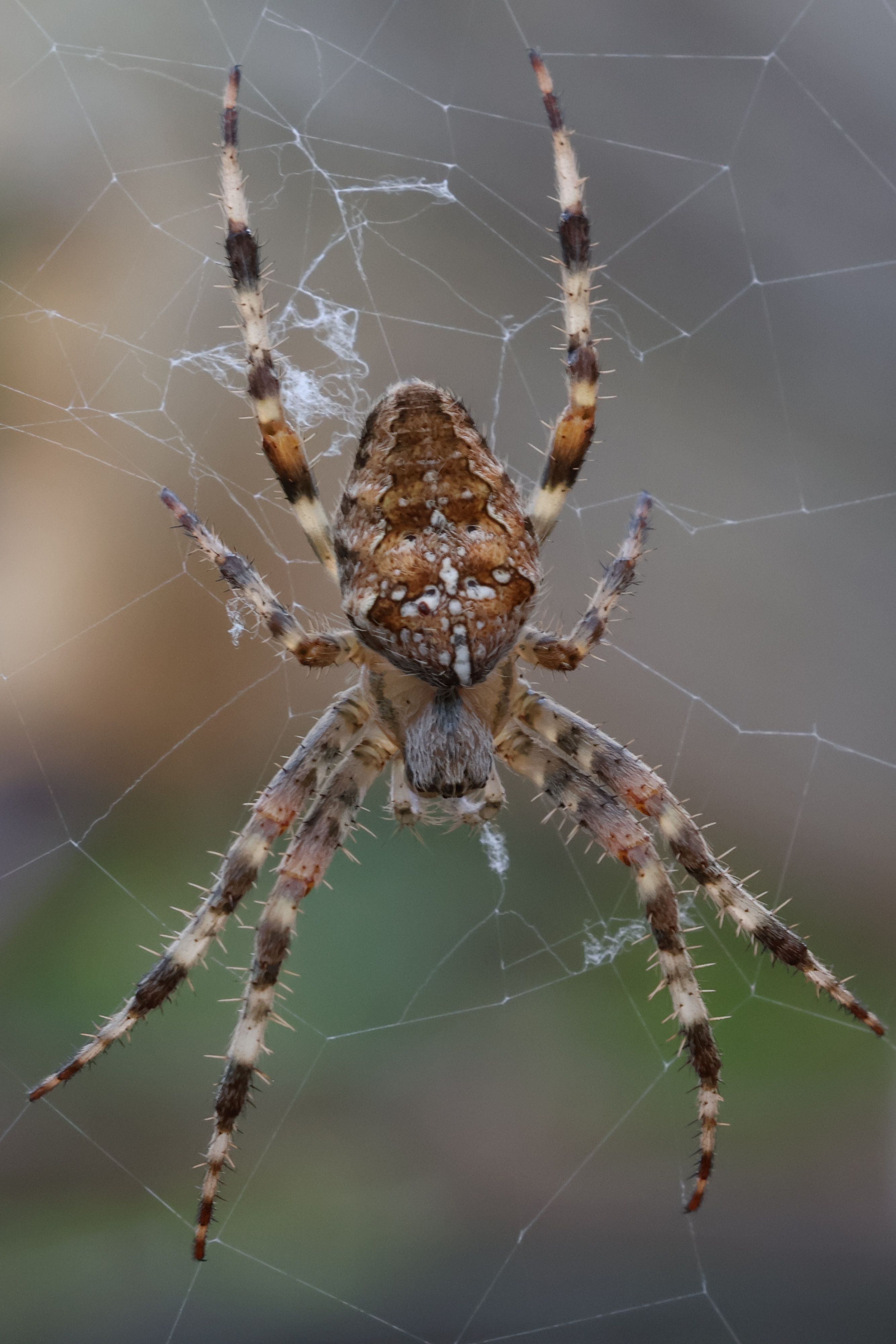 Spiders? Photos, Download The BEST Free Spiders? Stock Photos & HD Images