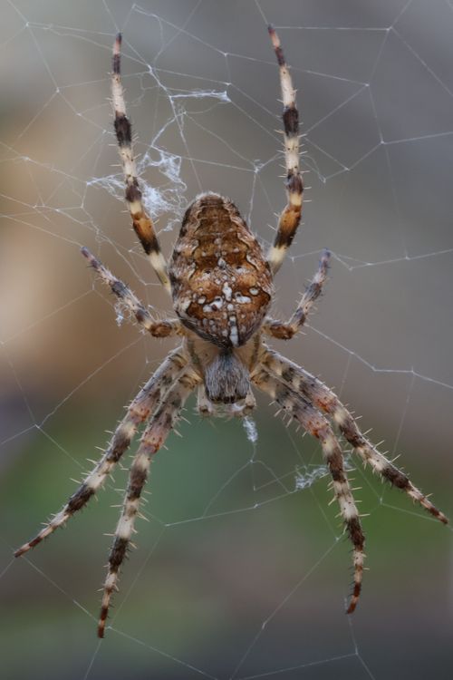 Free Close-up of a garden spider (Araneus diadematus) intricately weaving its web outdoors. Stock Photo