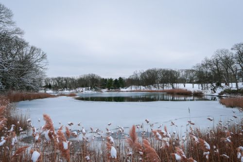Free Frozen lake with snow-covered reeds and trees in a tranquil winter scene. Stock Photo