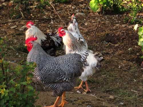 Free Group of chickens enjoying sunlight in a farmyard, showcasing natural rural life outdoors. Stock Photo