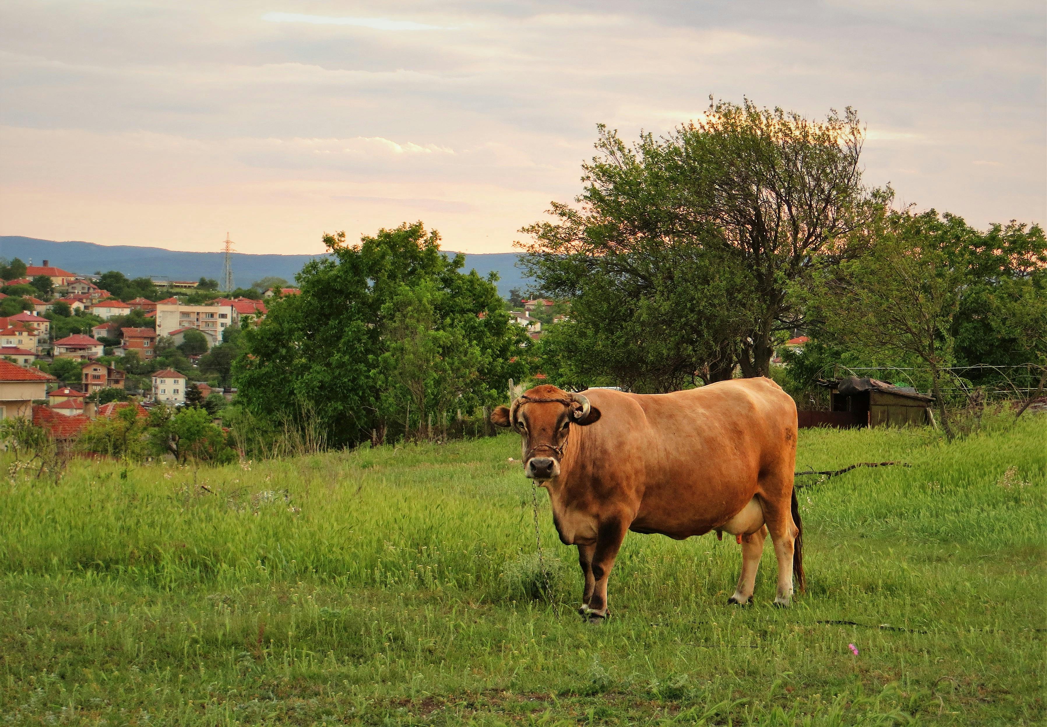 Rivalry wins still rule the feed: Lessons from the Browns–Steelers social surge