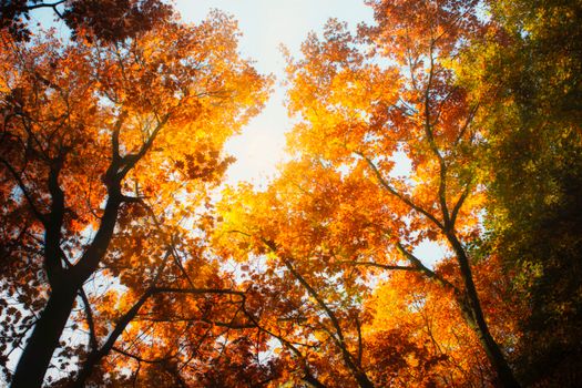 Capture the essence of fall with vibrant autumn leaves against a clear sky.