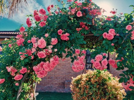 Vibrant pink roses cover a garden arch under the bright sunlight against a brick wall.
