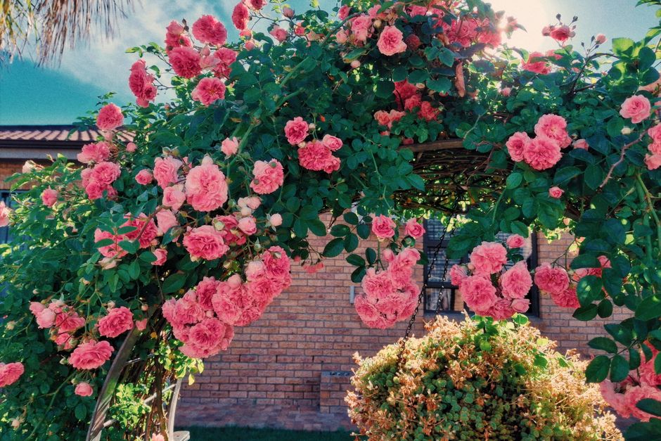 Pink roses blooming on a garden arch in sunshine — when pruning roses Surrey BC