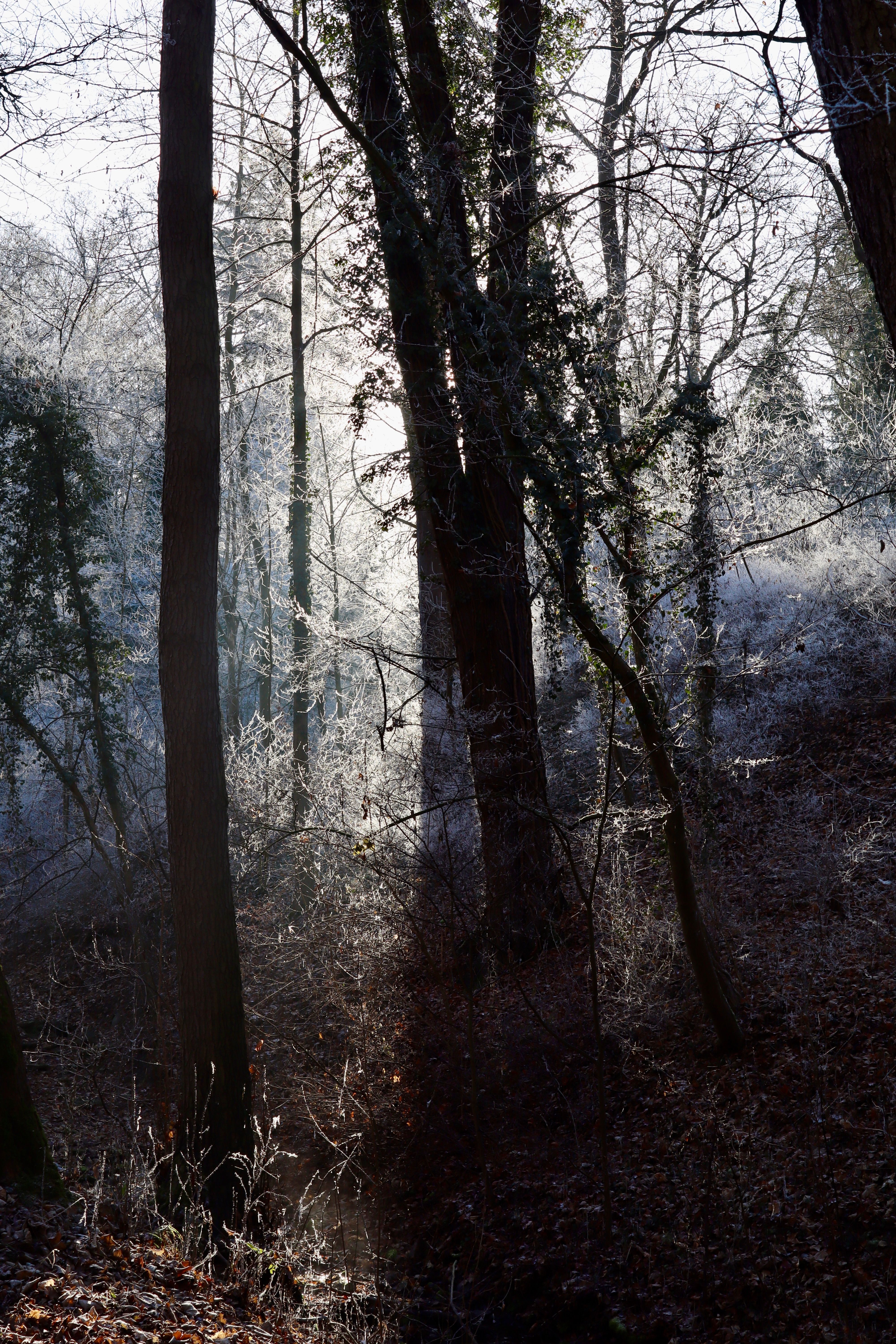Beautiful winter forest scene in TH, Germany with sunbeams shining through frosted trees.