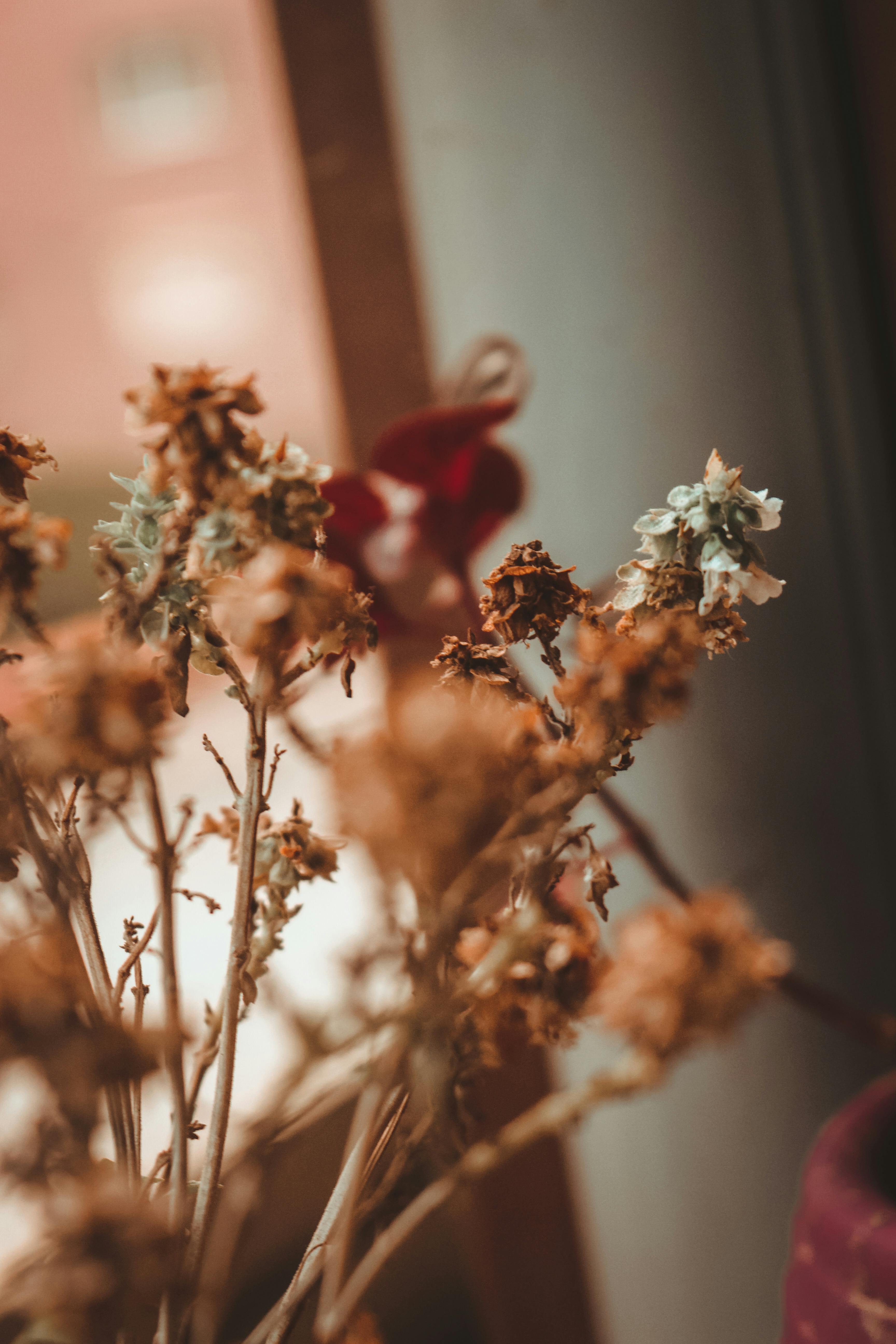 dried flowers in vase in soft light