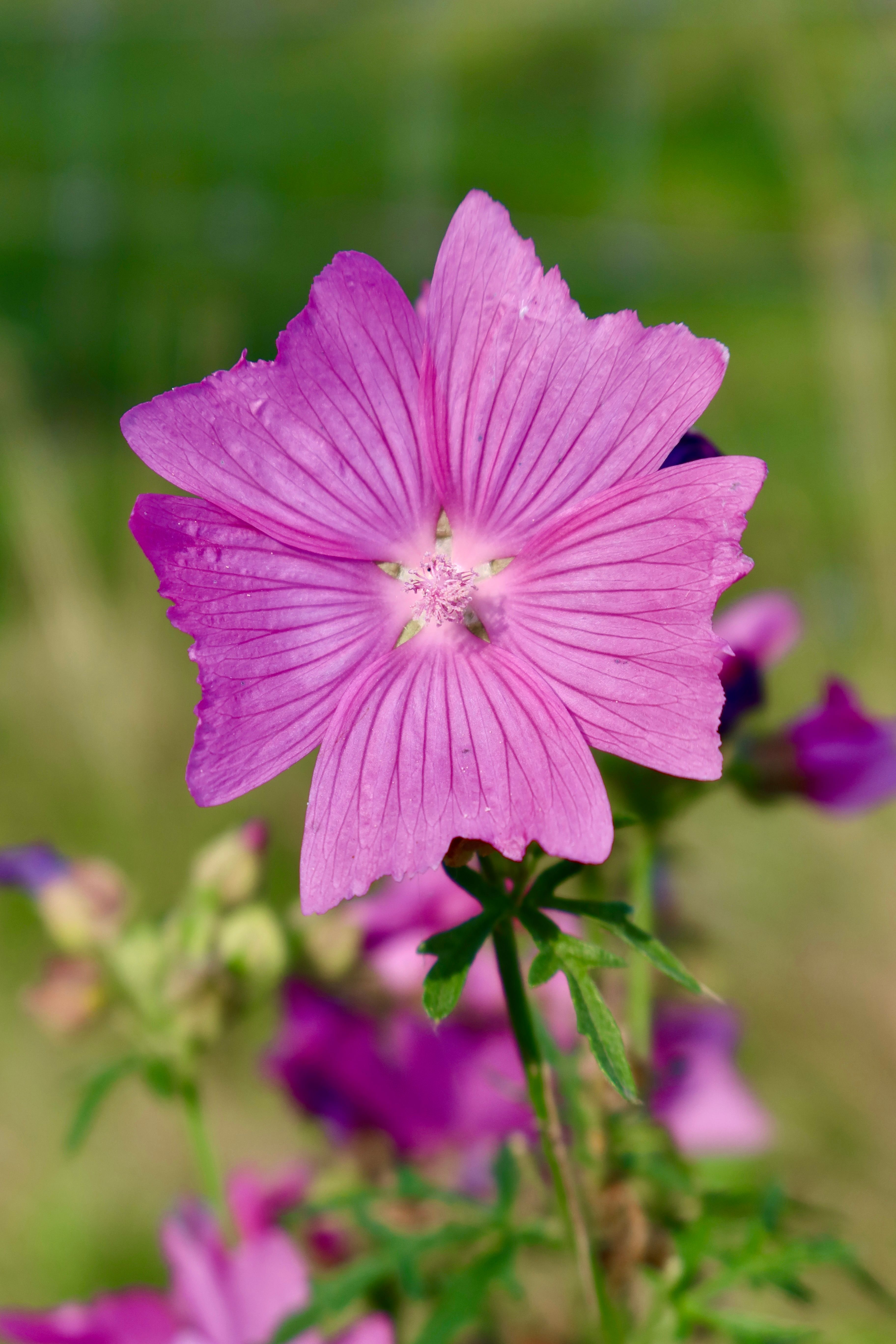 Vibrant Pink Musk Mallow in Bloom Outdoors · Free Stock Photo