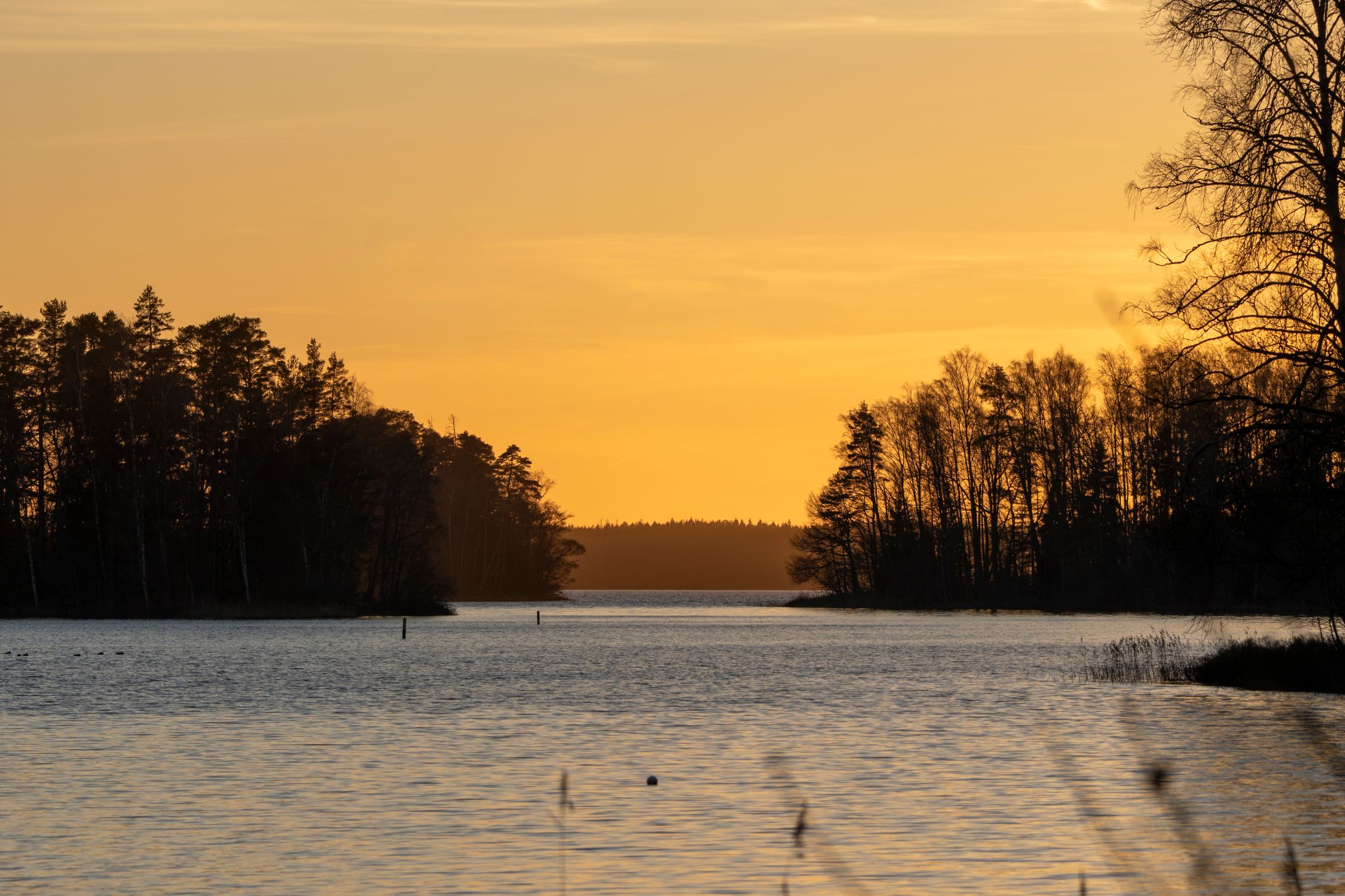 Serene Lake at Sunset with Silhouetted Trees · Free Stock Photo