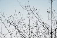 Silhouette of Bare Branches Against a Clear Sky