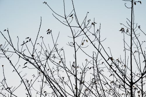 Free Minimalist view of tree branches silhouetted against a serene blue sky, depicting the transition of seasons. Stock Photo