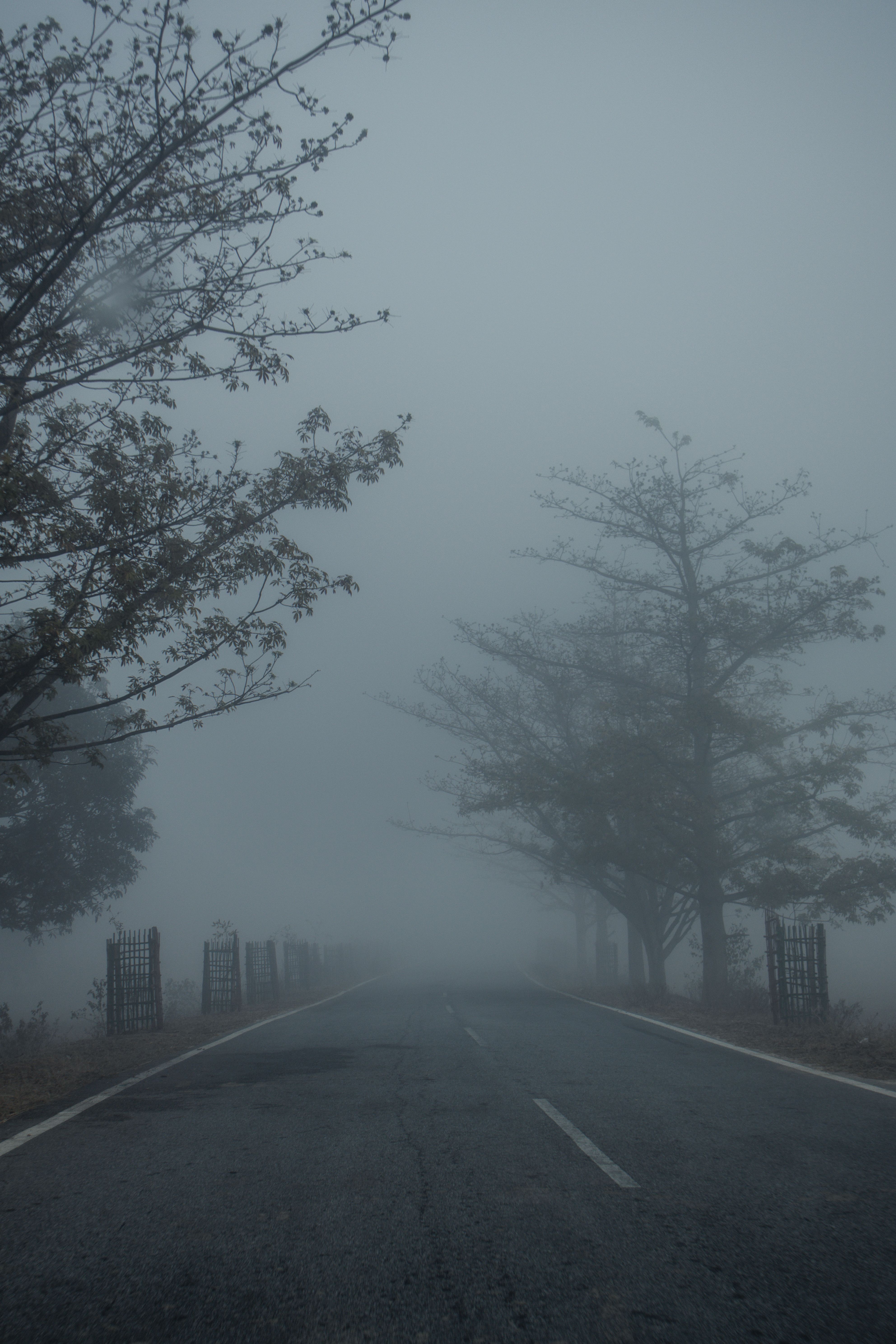 Foggy rural road lined with bare trees and no people in the frame, a real stock photo chosen because Werwulf is set in a mist-covered medieval English countryside. It is not a still from the film and it does not show a filming location