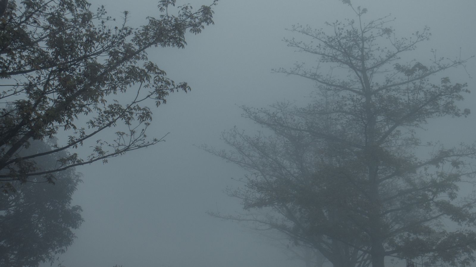 Foggy rural road lined with bare trees and no people in the frame, a real stock photo chosen because Werwulf is set in a mist-covered medieval English countryside. It is not a still from the film and it does not show a filming location