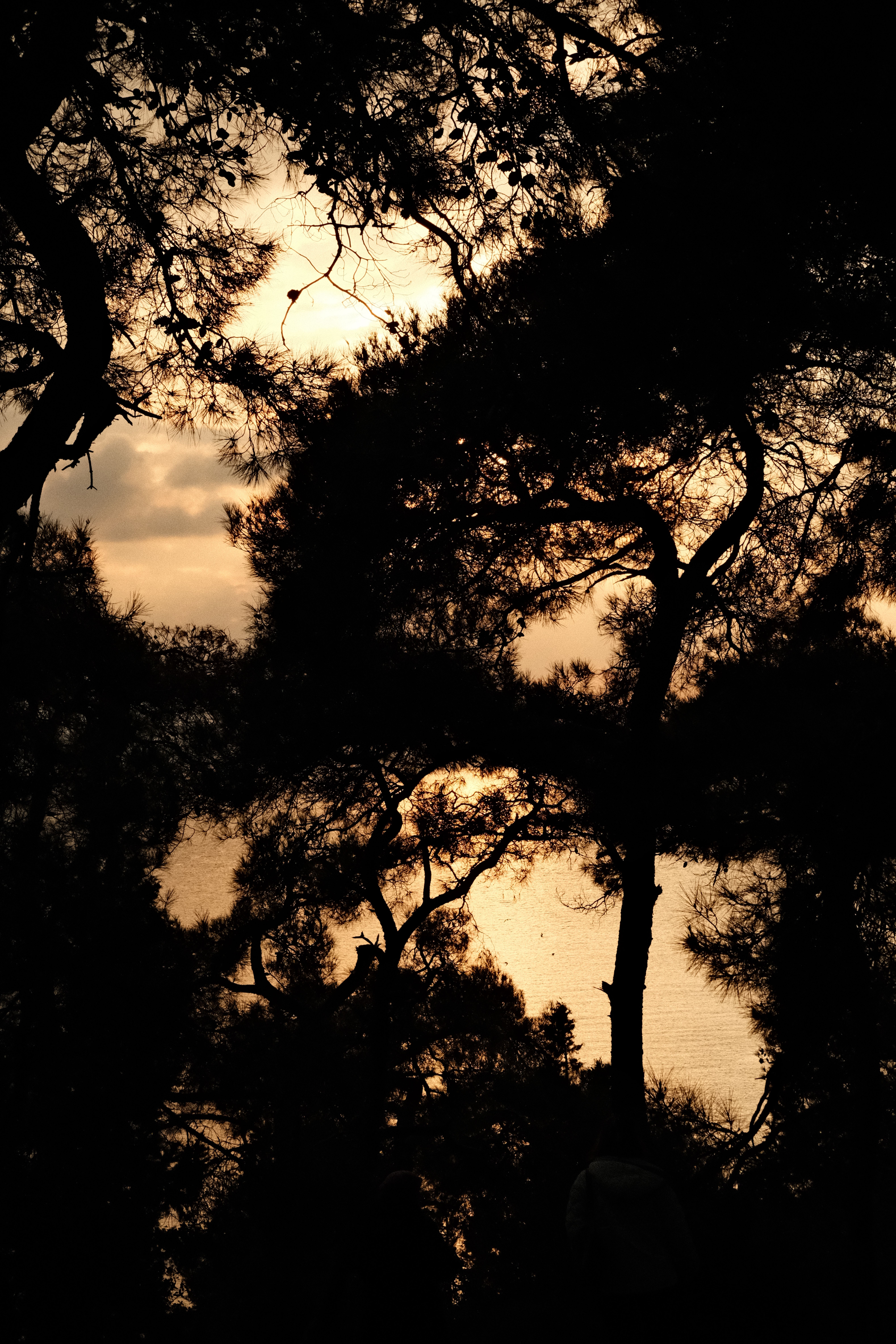 Serene Sunset Through Pine Trees in İstanbul · Free Stock Photo