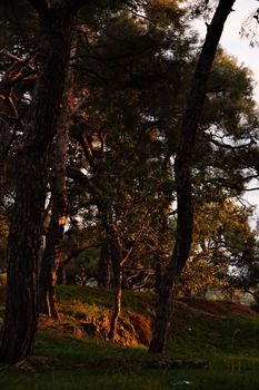 Tranquil forest setting in İstanbul with warm autumn light filtering through trees.