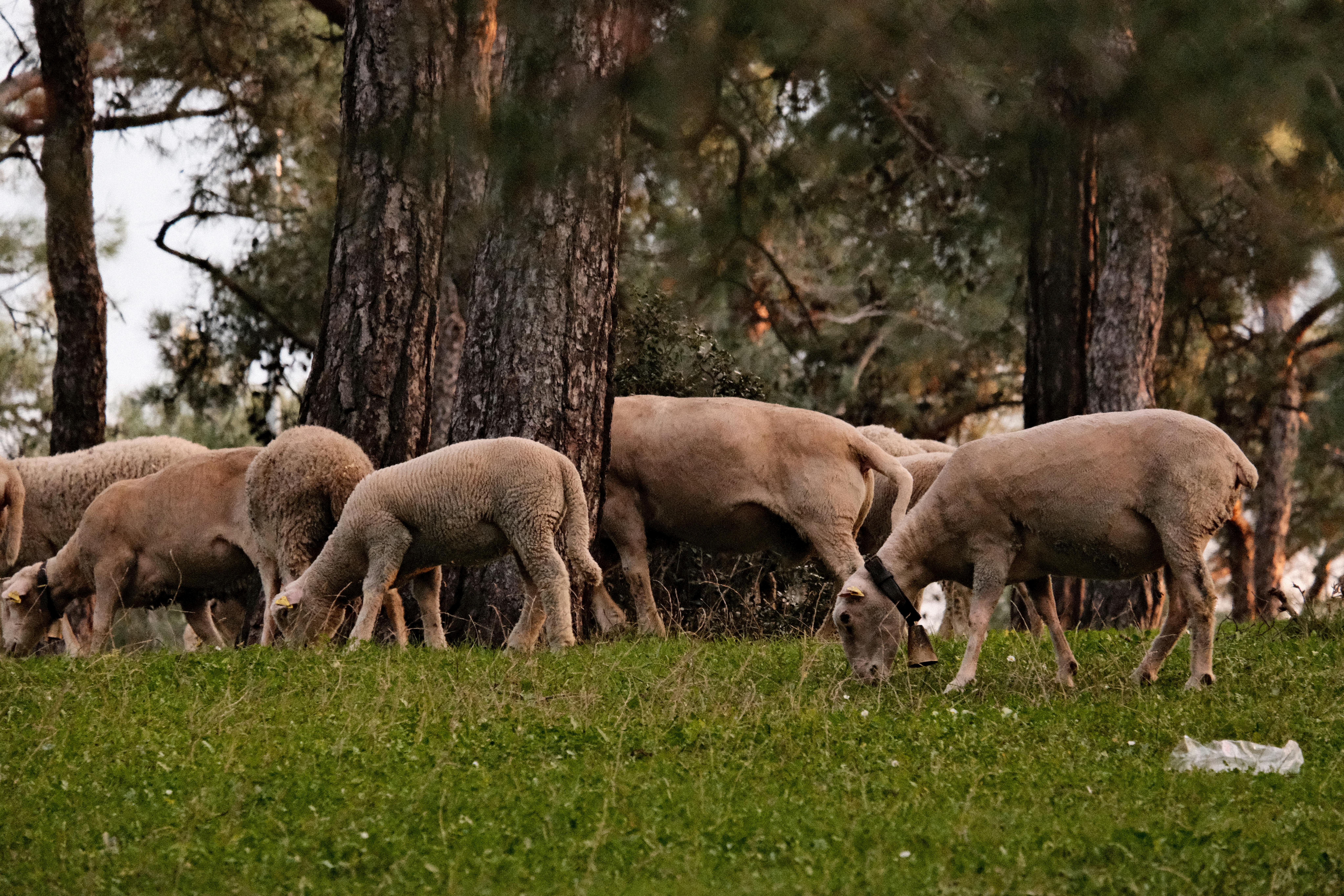 Multitudes Of Mammals