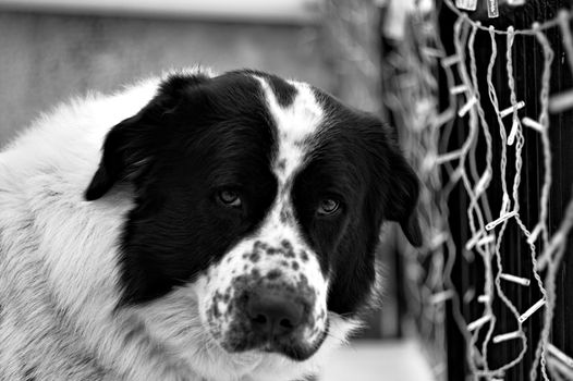 A contemplative Greek sheepdog beside holiday lights in Athens, Greece.