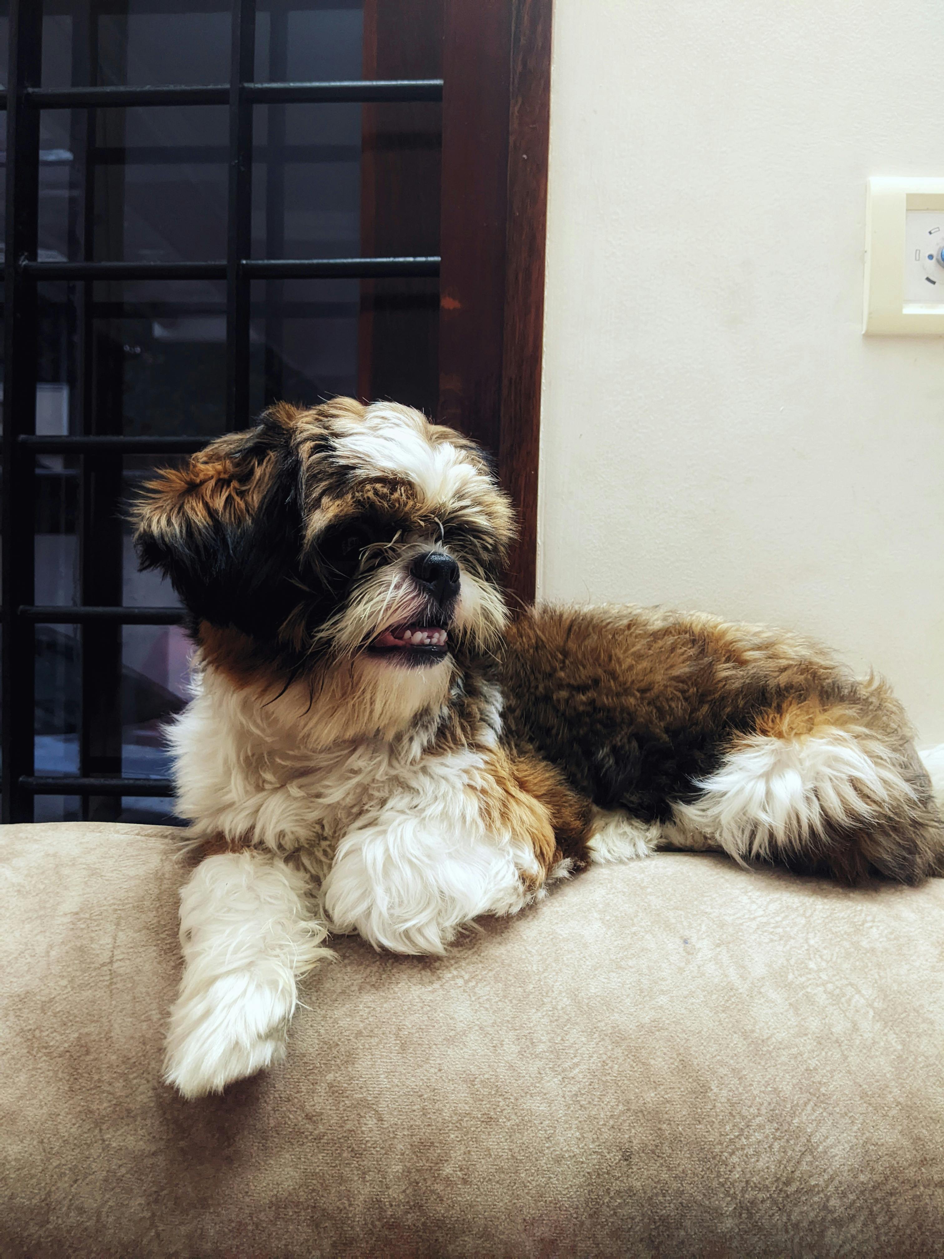 Shih Tzu