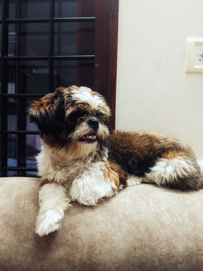 Charlie - photo 1