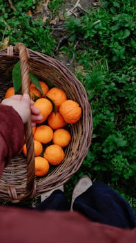 Hand picking ripe oranges in a wicker basket outdoors, showcasing the vibrant harvest.