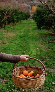 Person holding a basket of fresh oranges in a lush orchard. Vibrant greenery surrounds the scene.
