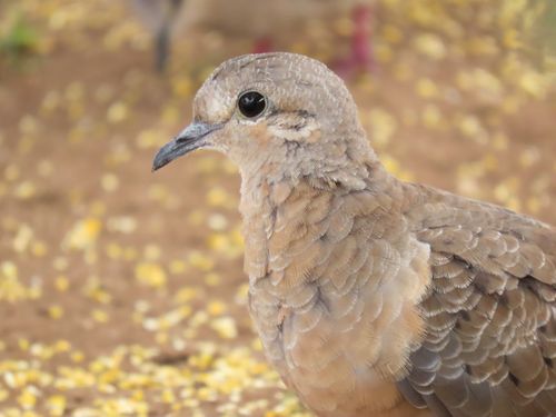Free Detailed close-up of a dove in Santa Maria, Brazil on a warm day. Perfect for nature and wildlife themes. Stock Photo