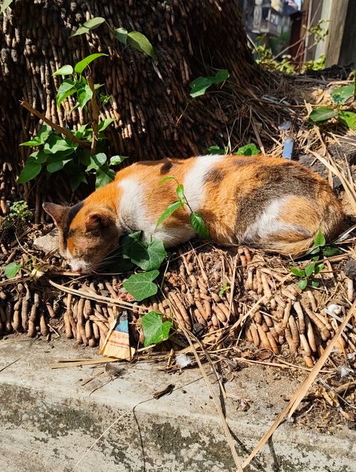 Free A peaceful tricolored cat naps in a sunny garden, surrounded by plants and natural textures. Stock Photo