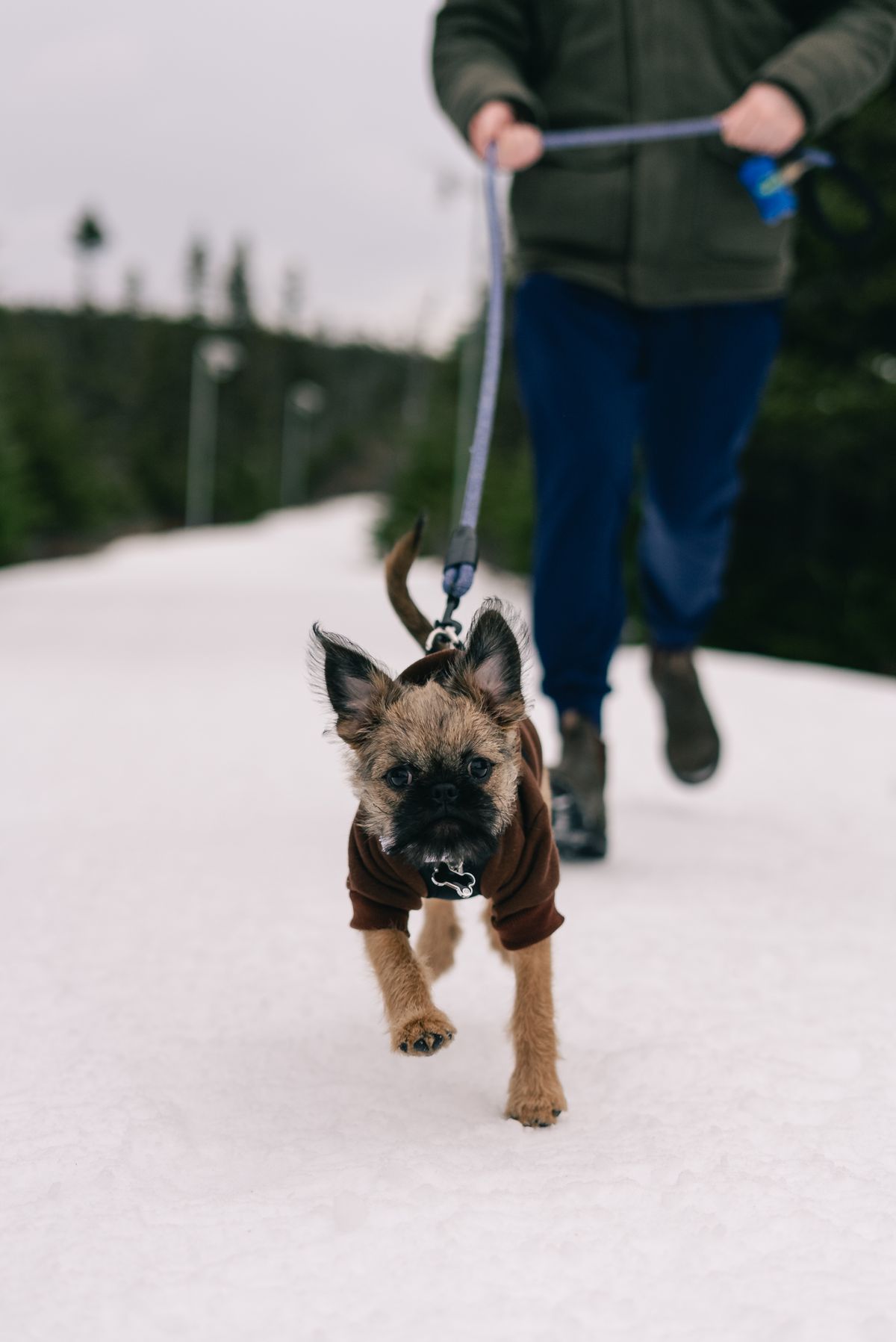 Köpeğim Yol Tuzu veya Buz Çözücü Yaladı: Zehirlenir mi, Ne Yapmalıyım?