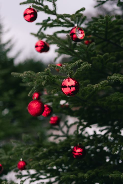 Free Festive red ornaments hung on a lush green evergreen tree branch, signaling the holiday season. Stock Photo