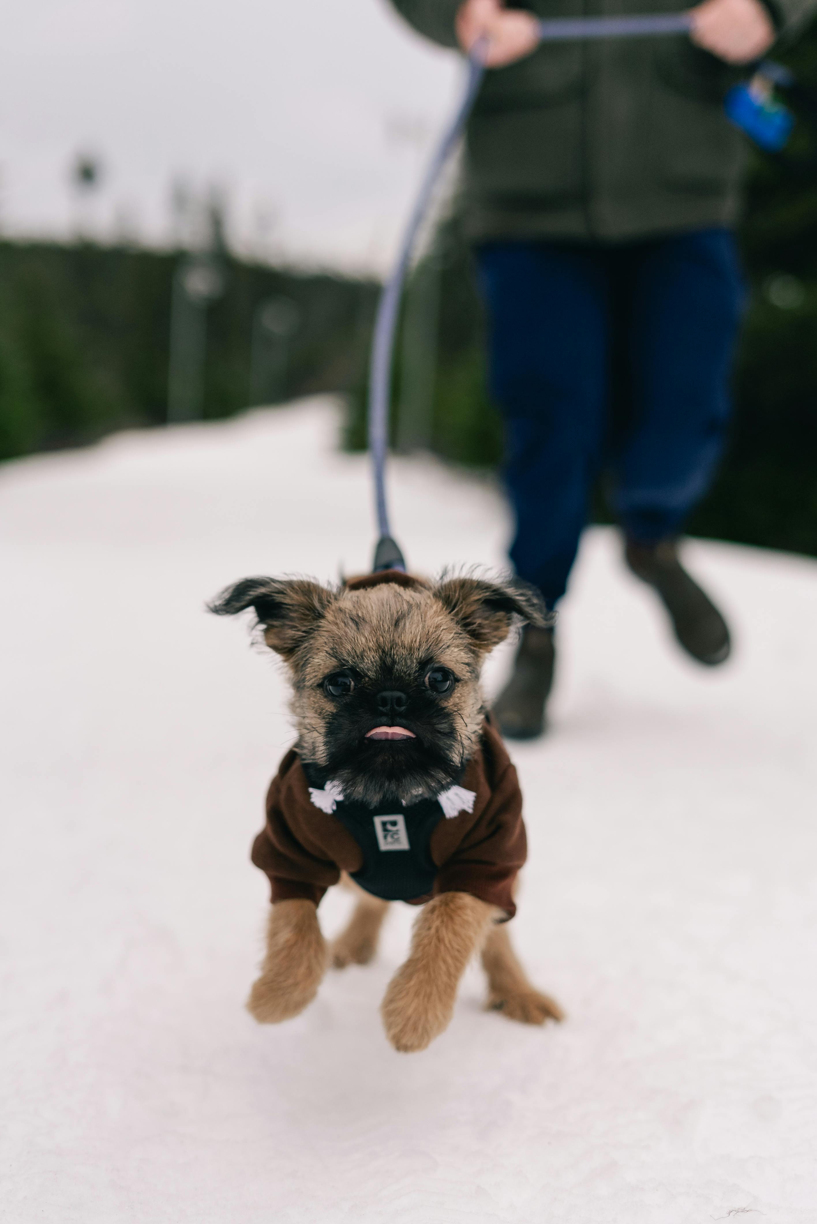 Lumpy+The+Pekingese Photos, Download The BEST Free Lumpy+The+Pekingese ...