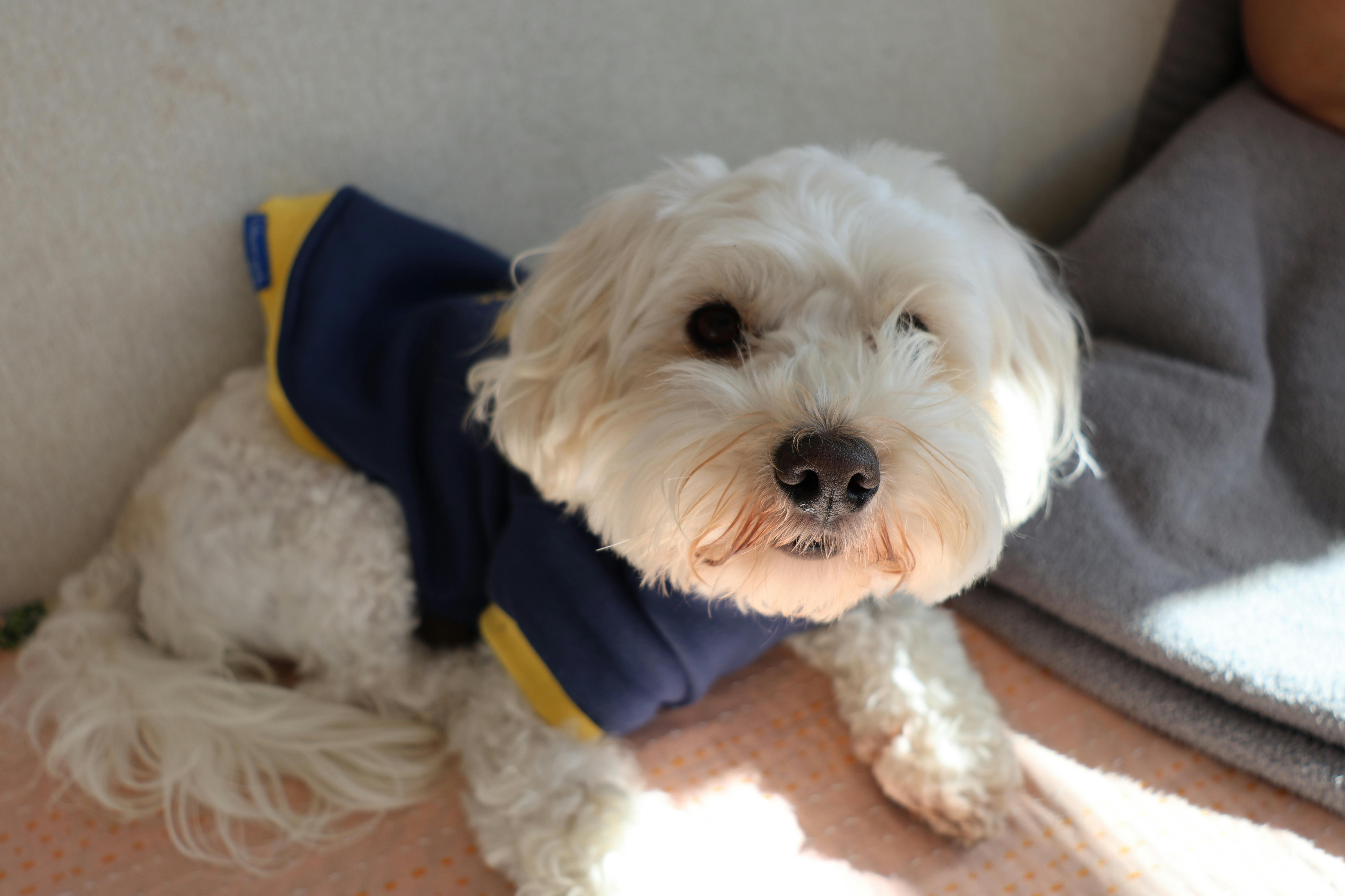 pet technology pet refine technology co. ltd — Photo by Solé  Gomez on Pexels