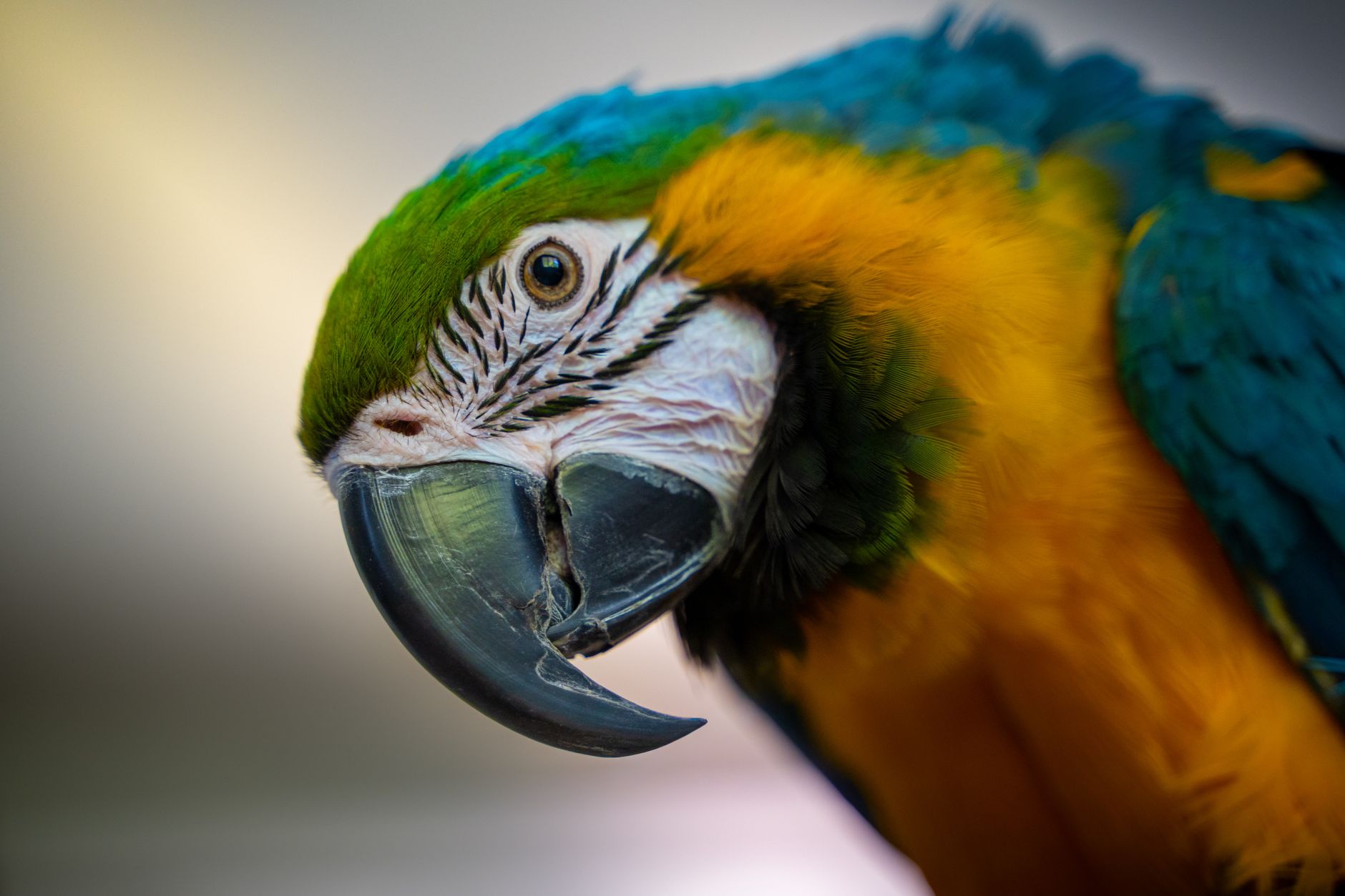 Close-up of a colorful blue-and-yellow macaw parrot with vivid plumage and detailed beak.