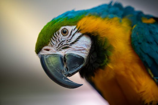 Close-up of a colorful blue-and-yellow macaw parrot with vivid plumage and detailed beak.