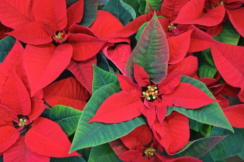 Free Close-up view of vibrant red poinsettia flowers, perfect for holiday decor. Stock Photo