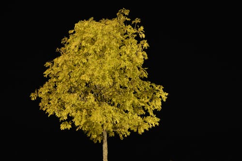 Foto stok gratis pohon