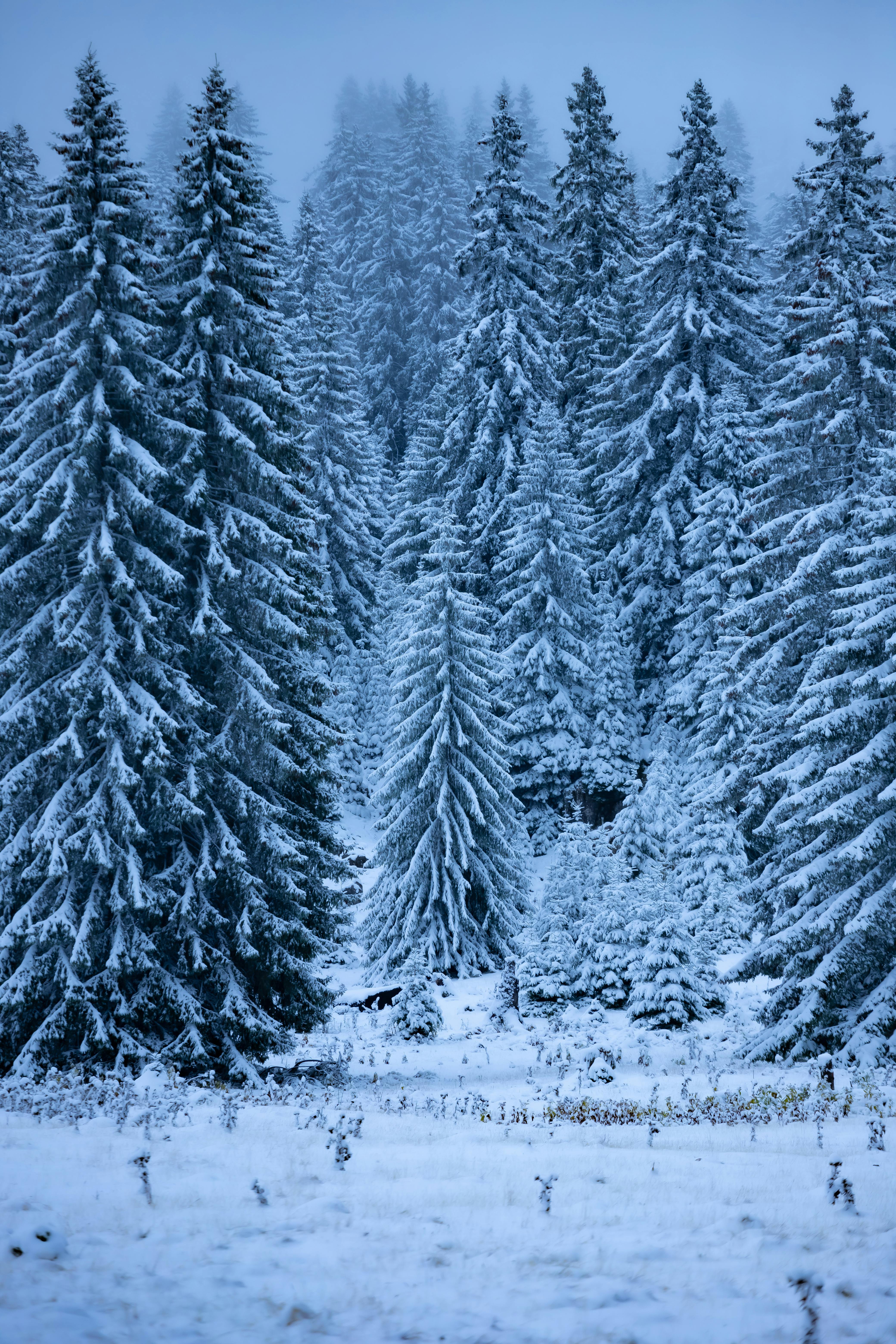 Snow Glistening in Beautiful Winter Scenery · Free Stock Photo, image size:4160x6240