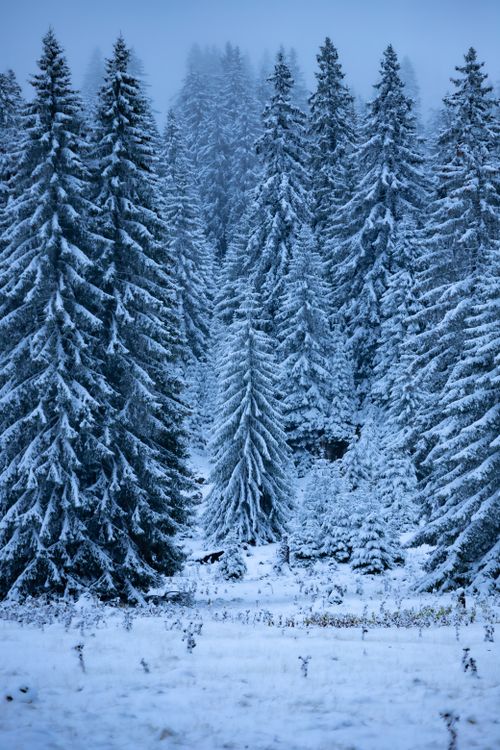 Free A peaceful winter scene of a snow-covered forest with tall trees. Stock Photo