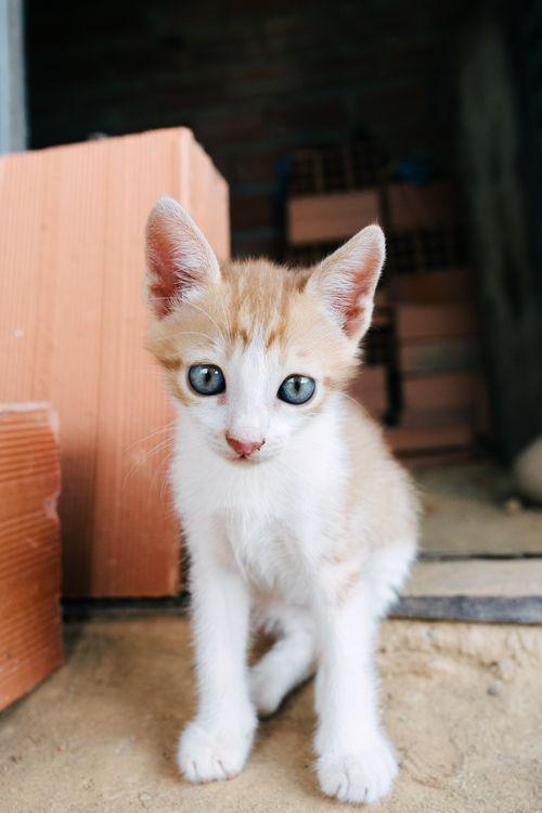 Adorable Kitten with Curious Blue Eyes · Free Stock Photo