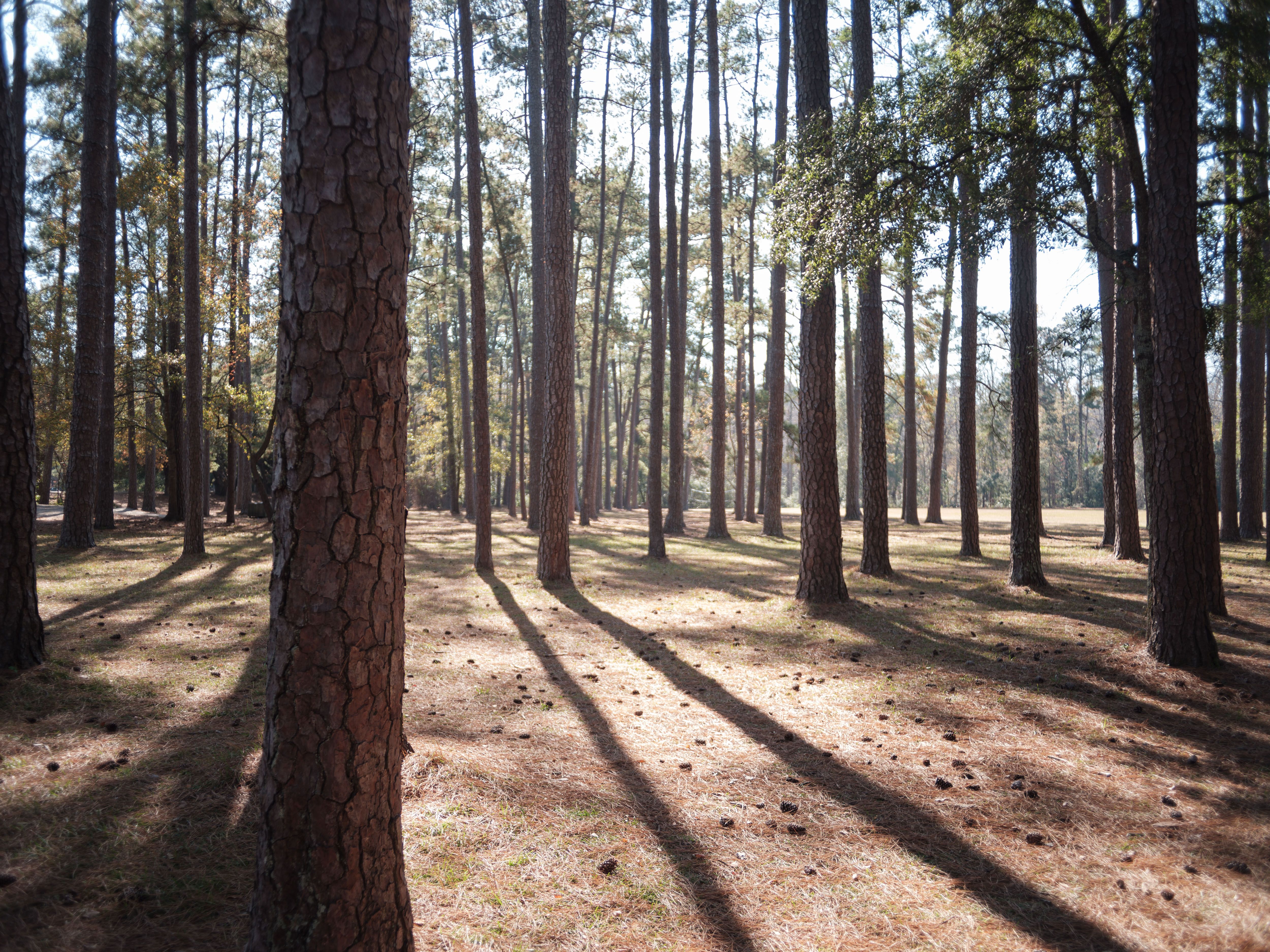 Sunlight Filtering Through Pine Forest in South Carolina · Free Stock Photo