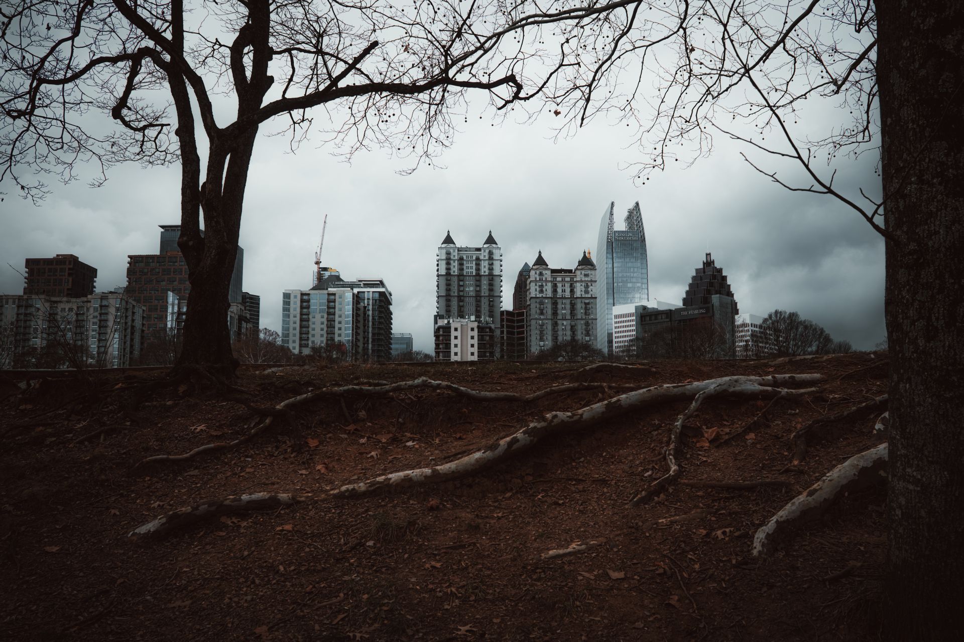 Atlanta skyline with downtown buildings viewed from Piedmont Park, bare winter trees in foreground