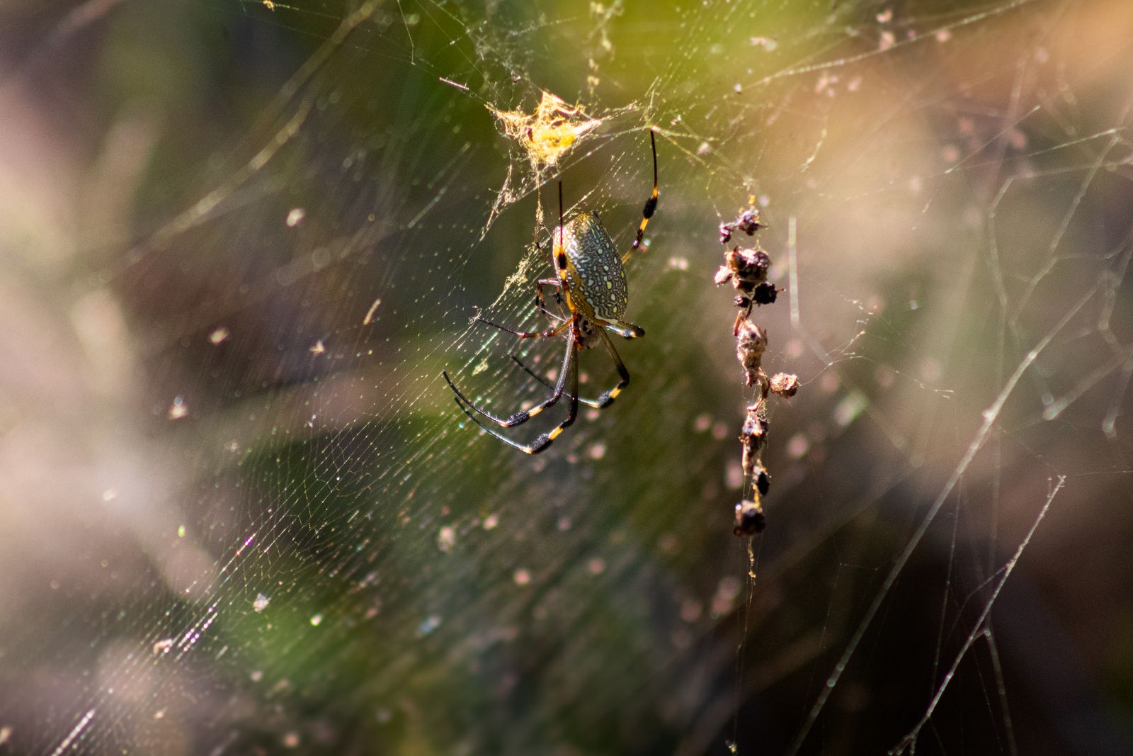 Senpai Spider Photos, Download The BEST Free Senpai Spider Stock Photos ...