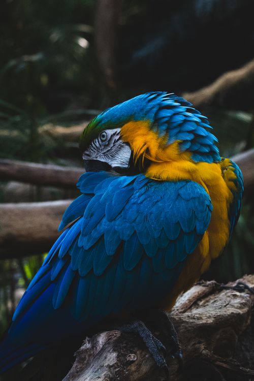 Free Close-up of a colorful blue and gold macaw resting elegantly on a tree branch. Stock Photo