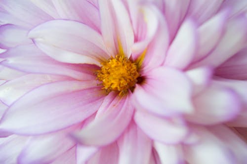 Fotos de stock gratuitas de flor