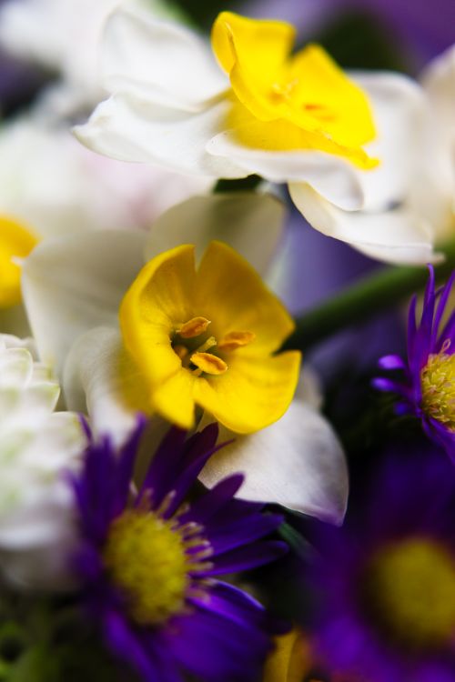 Free Beautiful macro shot of daffodil and aster flowers in vivid colors, showcasing spring's vibrant beauty. Stock Photo