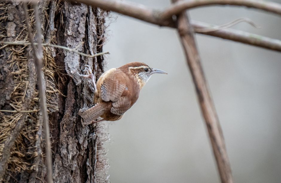 Close-up of a Carolina Wren perched on a tree in natural setting, side view.