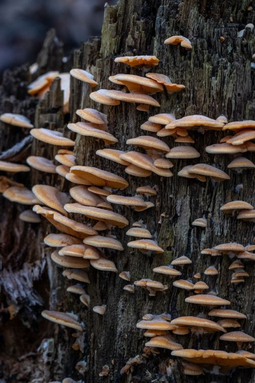 Free A detailed view of wild mushrooms growing on a decaying tree stump in a forest. Stock Photo