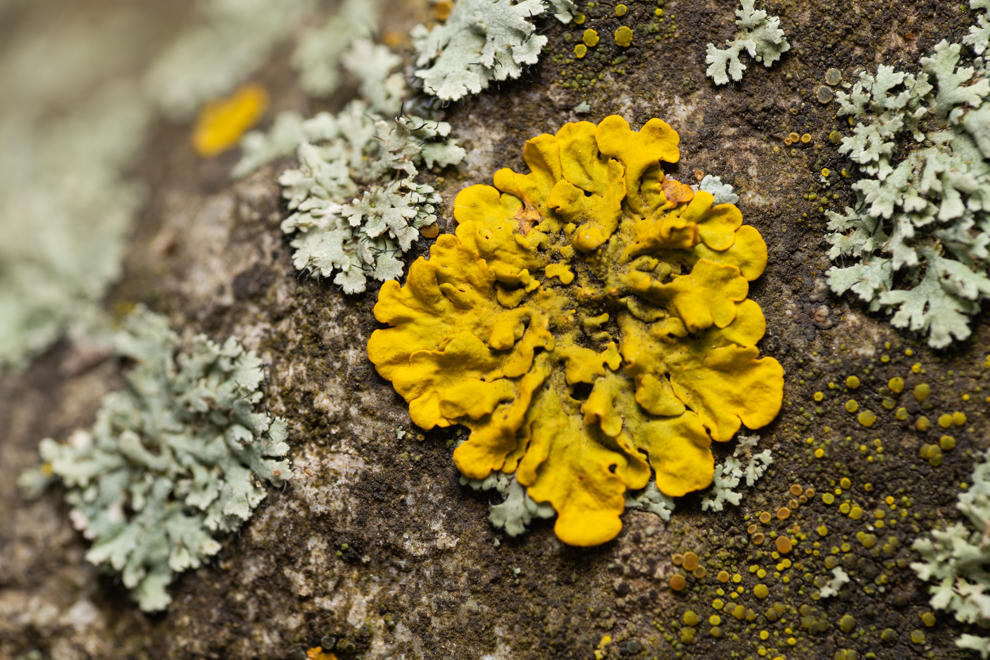 Macro shot of vibrant yellow lichen on a rock, showcasing intricate textures and natural patterns.